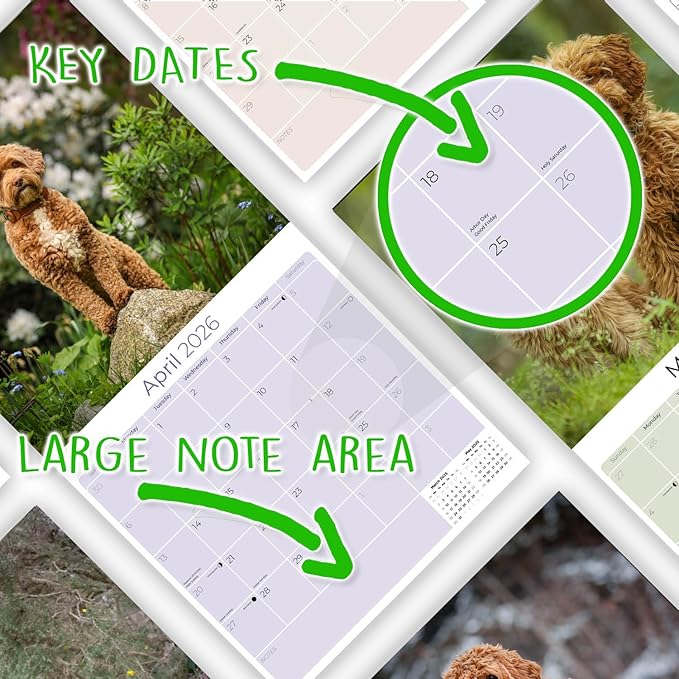 Labradoodle Calendar 2026 by MegaCalendars – Monthly Dog Breed Wall Calendar, Made in USA