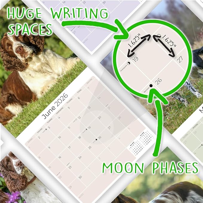 English Springer US Calendar 2026 by MegaCalendars – Monthly Dog Breed Wall Calendar, Made in USA
