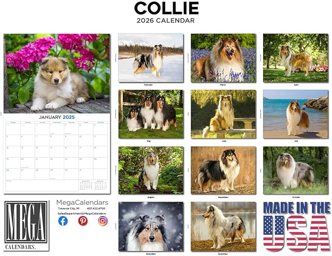 2025 2026 Collie Calendar - Dog Breed Monthly Wall Calendar - 12" x 18" Open - Thick No-Bleed Paper - Giftable - Academic Teacher's Planner Calendar Organizing & Planning - Made in USA