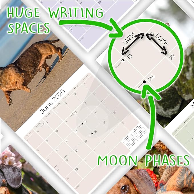 Dachshund Calendar 2026 by MegaCalendars – Monthly Dog Breed Wall Calendar, Made in USA