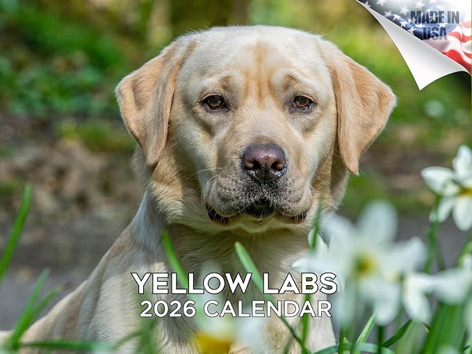 2025 2026 Labrador Yellow Calendar - Dog Breed Monthly Wall Calendar - 12" x 18" Open - Thick No-Bleed Paper - Giftable - Academic Teacher's Planner Calendar Organizing & Planning - Made in USA