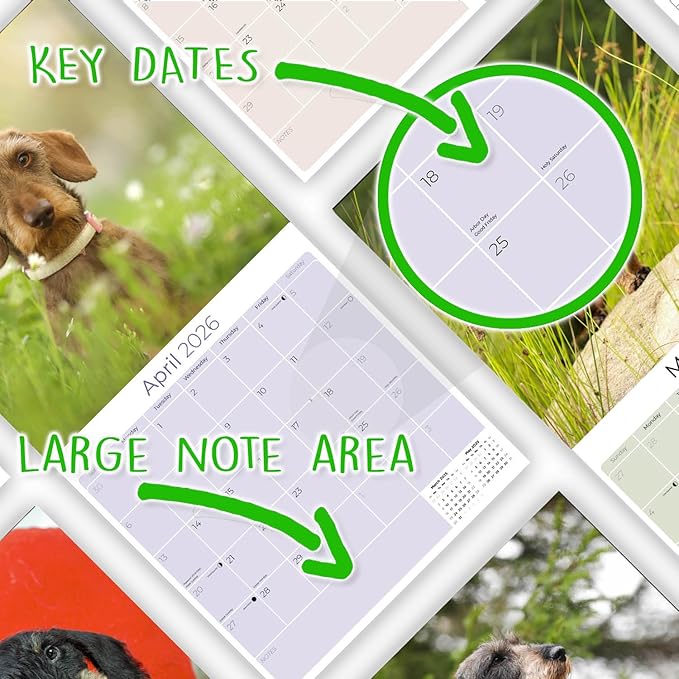 Wirehaired Dachshund Calendar 2026 by MegaCalendars – Monthly Dog Breed Wall Calendar, Made in USA