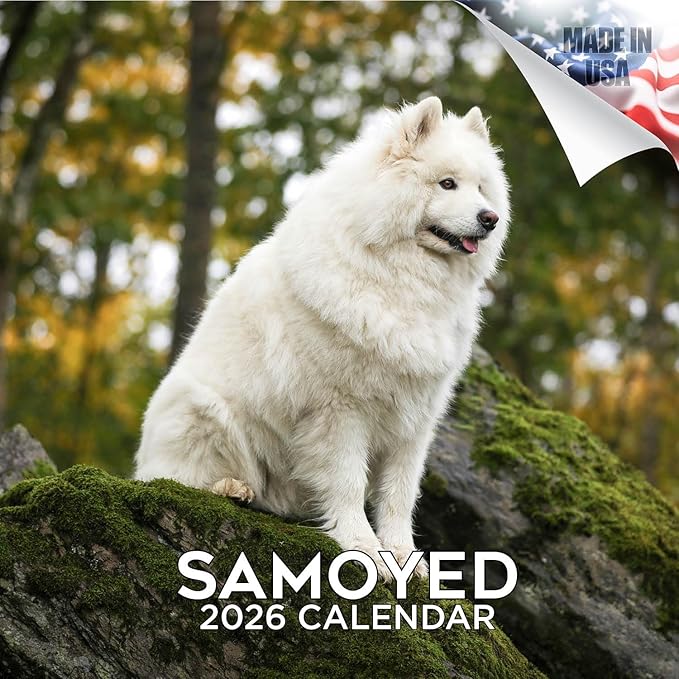 Samoyed Calendar 2026 by MegaCalendars – Monthly Dog Breed Wall Calendar, Made in USA