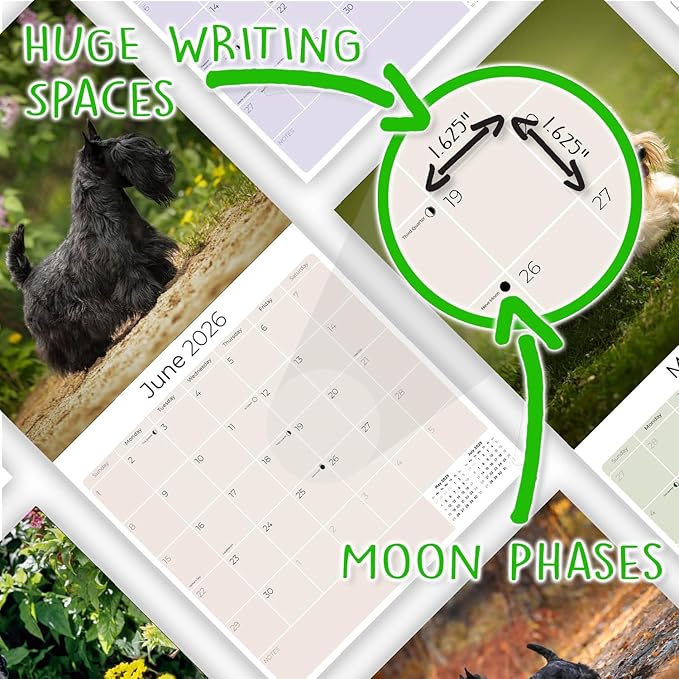 Scottish Terrier Calendar 2026 by MegaCalendars – Monthly Dog Breed Wall Calendar, Made in USA