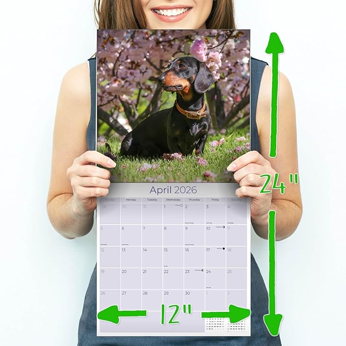 Dachshund Calendar 2026 by MegaCalendars – Monthly Dog Breed Wall Calendar, Made in USA