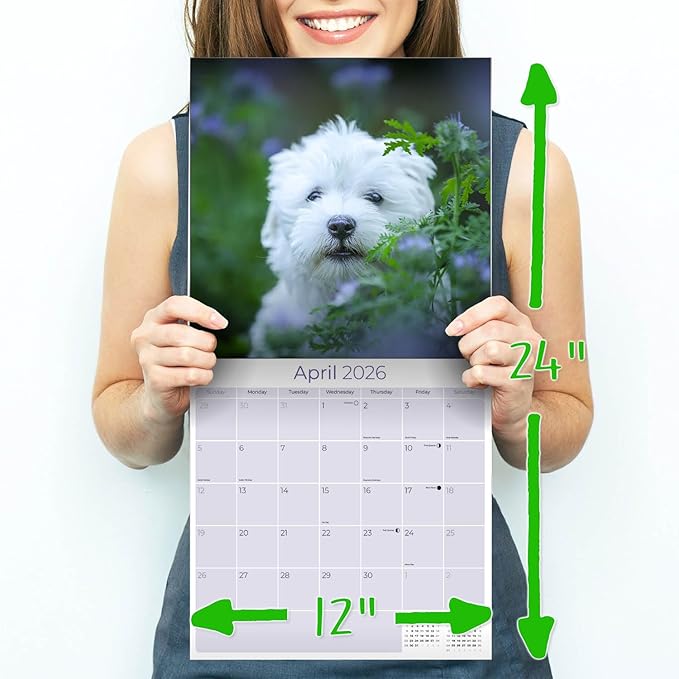 Maltese Calendar 2026 by MegaCalendars – Monthly Dog Breed Wall Calendar, Made in USA