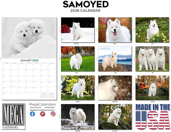 2025 2026 Samoyed Calendar - Dog Breed Monthly Wall Calendar - 12" x 18" Open - Thick No-Bleed Paper - Giftable - Academic Teacher's Planner Calendar Organizing & Planning - Made in USA