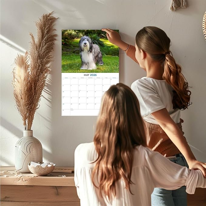 2025 2026 Bearded Collie Calendar - Dog Breed Monthly Wall Calendar - 12" x 18" Open - Thick No-Bleed Paper - Giftable - Academic Teacher's Planner Calendar Organizing & Planning - Made in USA