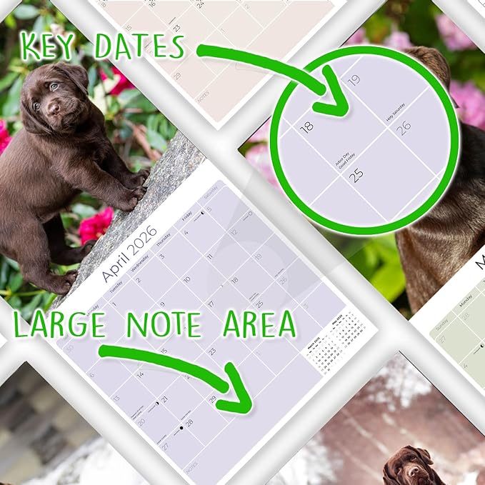 Chocolate Labrador Calendar 2026 by MegaCalendars – Monthly Dog Breed Wall Calendar, Made in USA