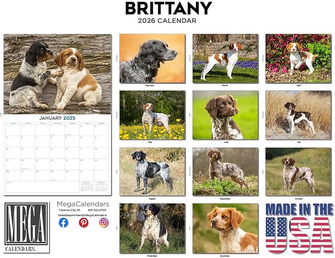 2025 2026 Brittany Calendar - Dog Breed Monthly Wall Calendar - 12" x 18" Open - Thick No-Bleed Paper - Giftable - Academic Teacher's Planner Calendar Organizing & Planning - Made in USA