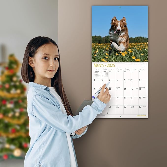 MICASA PRESS - Australian Shepherds 2025 Wall Calendar 12 Month | 12" x 24" Open | Thick & Sturdy Paper | Giftable | Calendar 2025