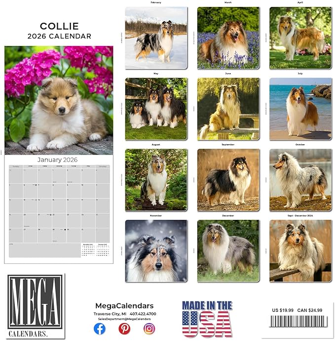 Collie Calendar 2026 by MegaCalendars – Monthly Dog Breed Wall Calendar, Made in USA