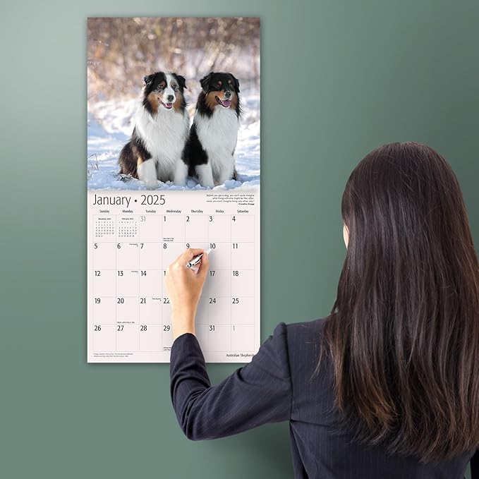MICASA PRESS - Australian Shepherds 2025 Wall Calendar 12 Month | 12" x 24" Open | Thick & Sturdy Paper | Giftable | Calendar 2025