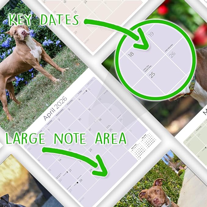 American Pit Bull Terrier Calendar 2026 by MegaCalendars – Monthly Dog Breed Wall Calendar, Made in USA