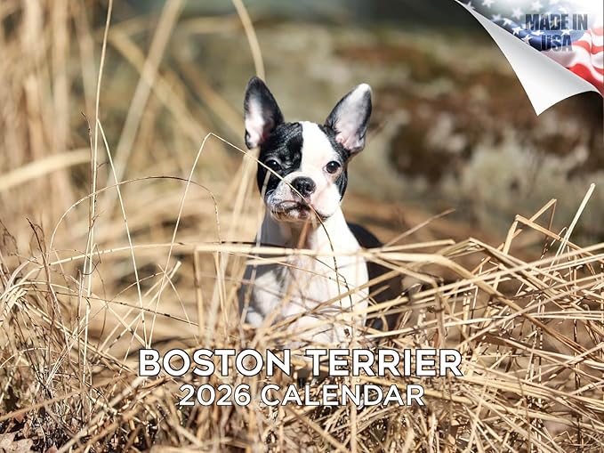 2025 2026 Boston Terrier Calendar - Dog Breed Monthly Wall Calendar - 12" x 18" Open - Thick No-Bleed Paper - Giftable - Academic Teacher's Planner Calendar Organizing & Planning - Made in USA