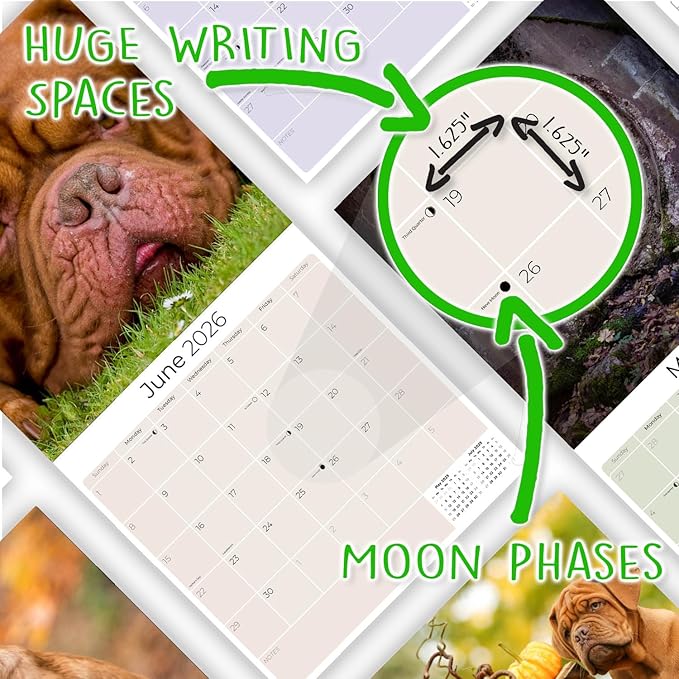 Dogue De Bordeaux Calendar 2026 by MegaCalendars – Monthly Dog Breed Wall Calendar, Made in USA
