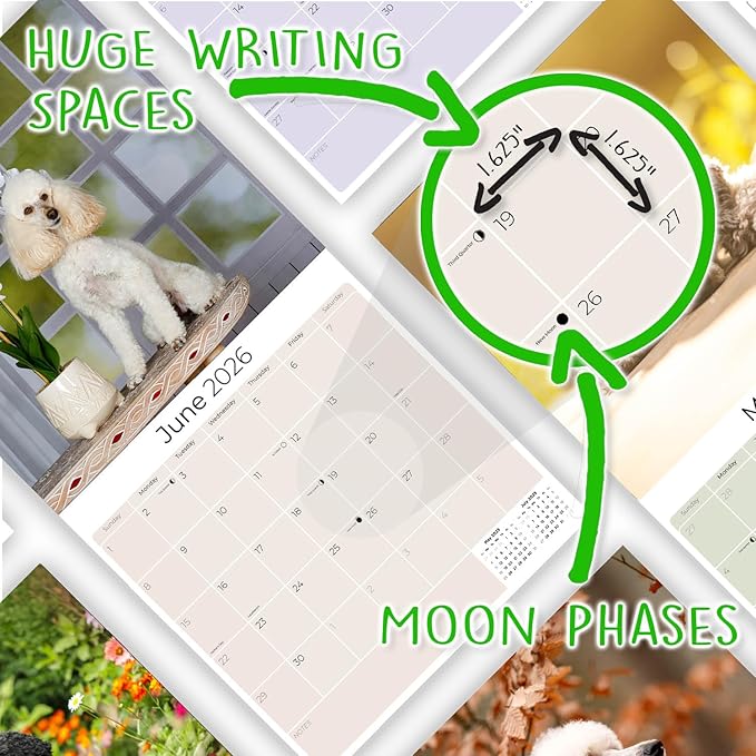 Poodle Calendar 2026 – 16-Month Dog Breed Wall Calendar by MegaCalendars – Large Daily Blocks, Thick No-Bleed Paper, Made in USA