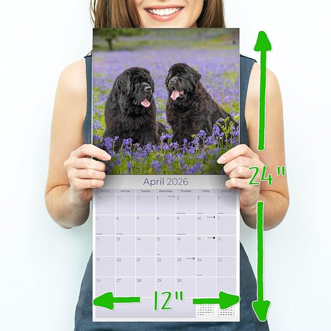 Newfoundland Calendar 2026 – 16-Month Dog Breed Wall Calendar by MegaCalendars – Large Daily Blocks, Thick No-Bleed Paper, Made in USA