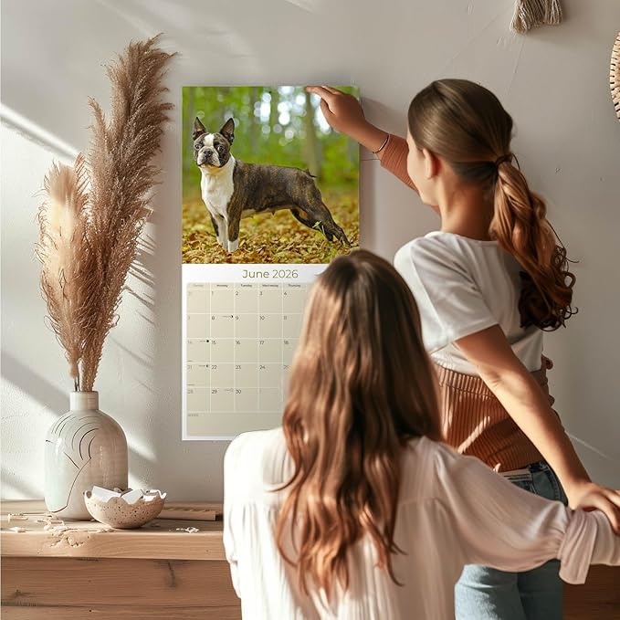 2025 2026 Boston Terrier Calendar - Dog Breed Monthly Wall Calendar - 12" x 24" Open - Thick No-Bleed Paper - Giftable - Academic Teacher's Planner Calendar Organizing & Planning - Made in USA