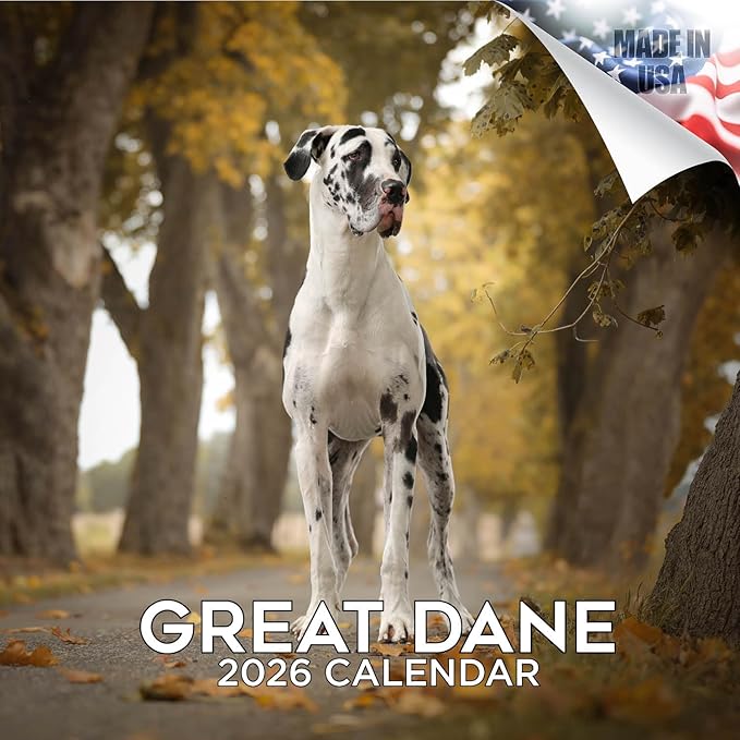 Great Dane Calendar 2026 – 16-Month Dog Breed Wall Calendar by MegaCalendars – Large Daily Blocks, Thick No-Bleed Paper, Made in USA
