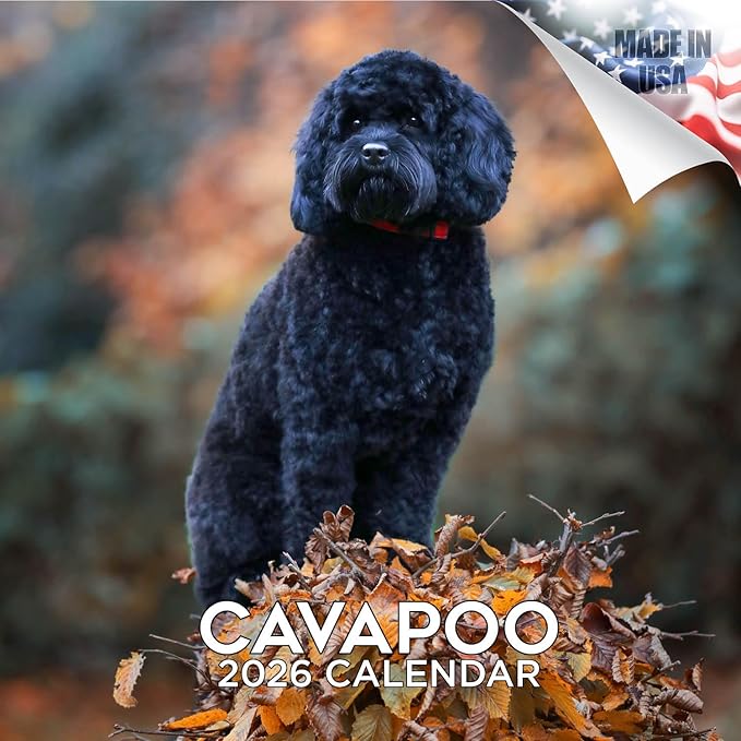 Cavapoo Calendar 2026 by MegaCalendars – Monthly Dog Breed Wall Calendar, Made in USA