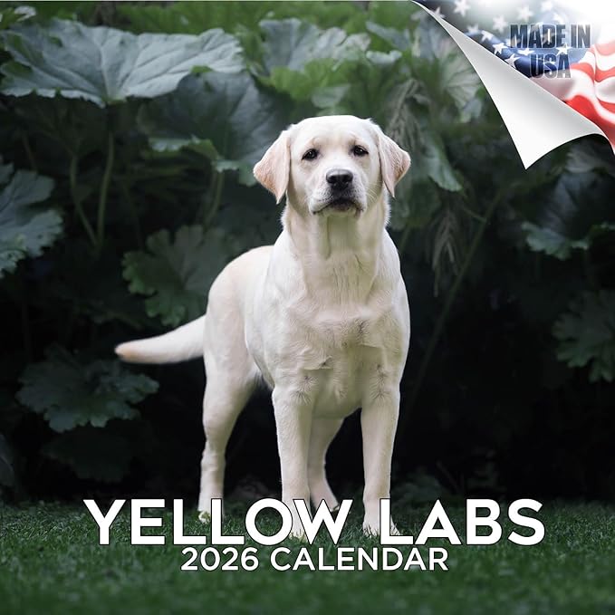 Yellow Labrador Retrievers Calendar 2026 by MegaCalendars – Monthly Dog Breed Wall Calendar, Made in USA