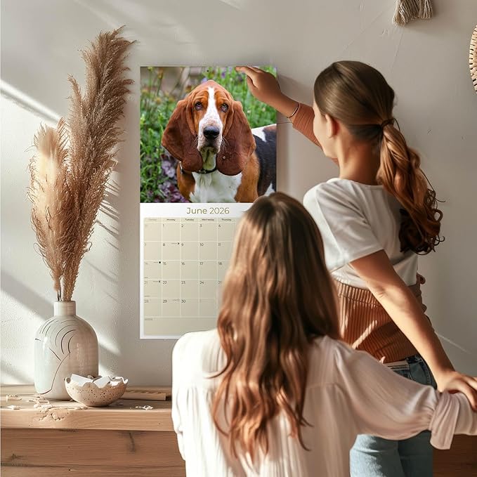 Basset Hound Calendar 2026 – 16-Month Dog Breed Wall Calendar by MegaCalendars – Large Daily Blocks, Thick No-Bleed Paper, Made in USA