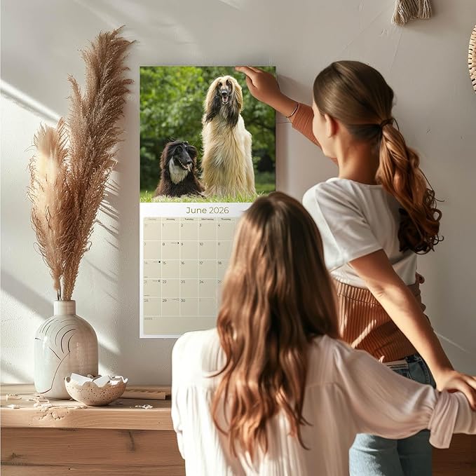 Afghan Hound Calendar 2026 - Monthly Dog Breed Wall Calendar, 12x24 Open, Thick No-Bleed Paper, Made in USA by MegaCalendars