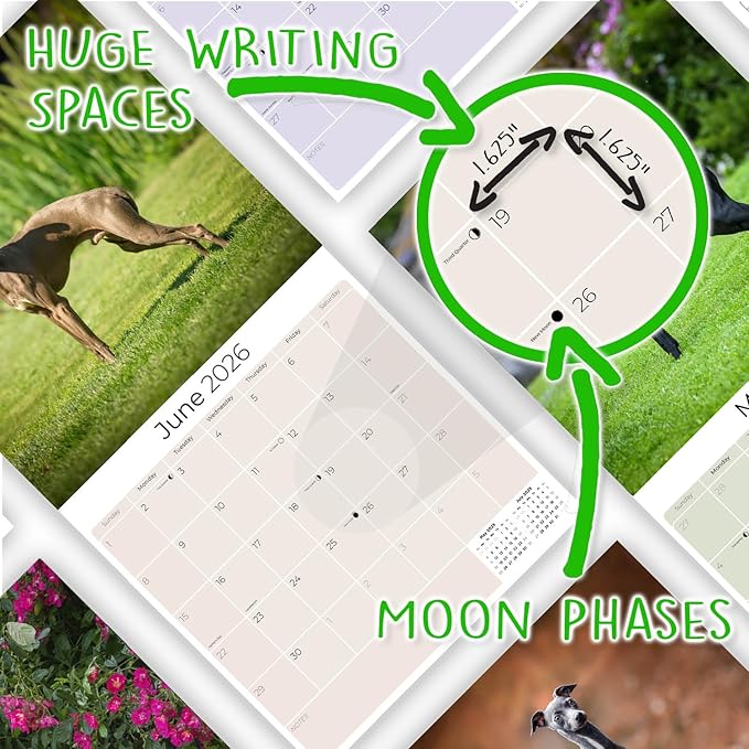 Italian Greyhound Calendar 2026 by MegaCalendars – Monthly Dog Breed Wall Calendar, Made in USA