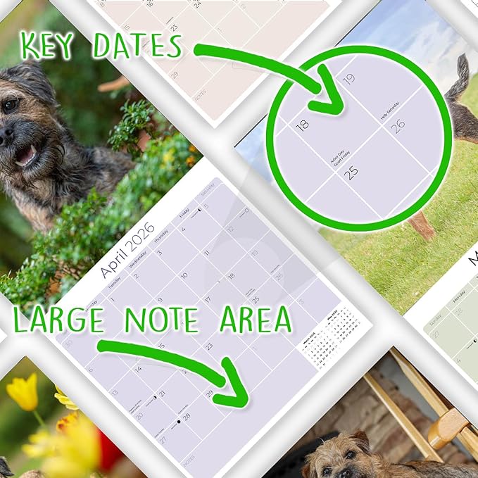 Border Terrier Calendar 2026 by MegaCalendars – Monthly Dog Breed Wall Calendar, Made in USA
