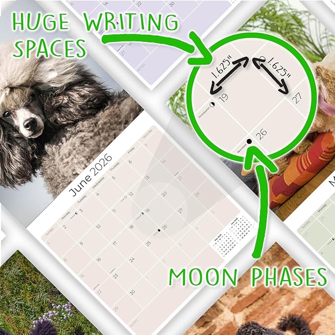 Poodle Toy and Miniature Calendar 2026 by MegaCalendars – Monthly Dog Breed Wall Calendar, Made in USA