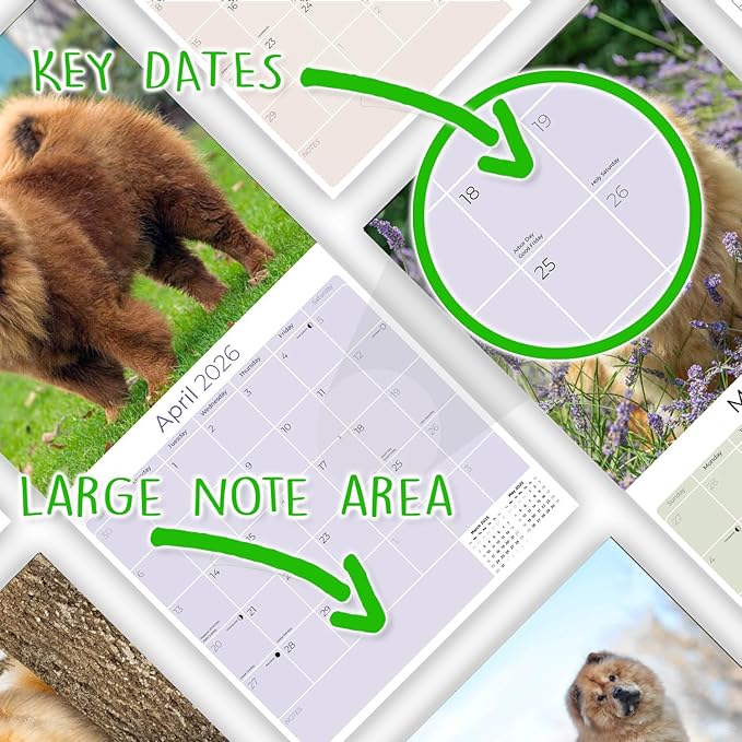 Chow Chow Calendar 2026 by MegaCalendars – Monthly Dog Breed Wall Calendar, Made in USA