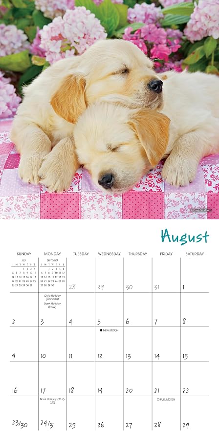 Pooped Puppies 2026 Mini Wall Calendar, Cute & Funny Dog Photography, 7" x 7"