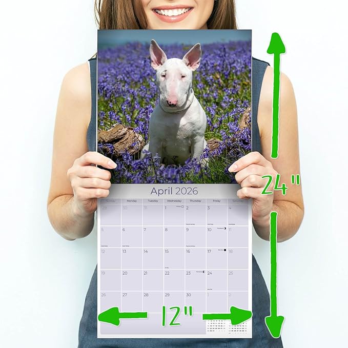 Bull Terrier Calendar 2026 by MegaCalendars – Monthly Dog Breed Wall Calendar, Made in USA