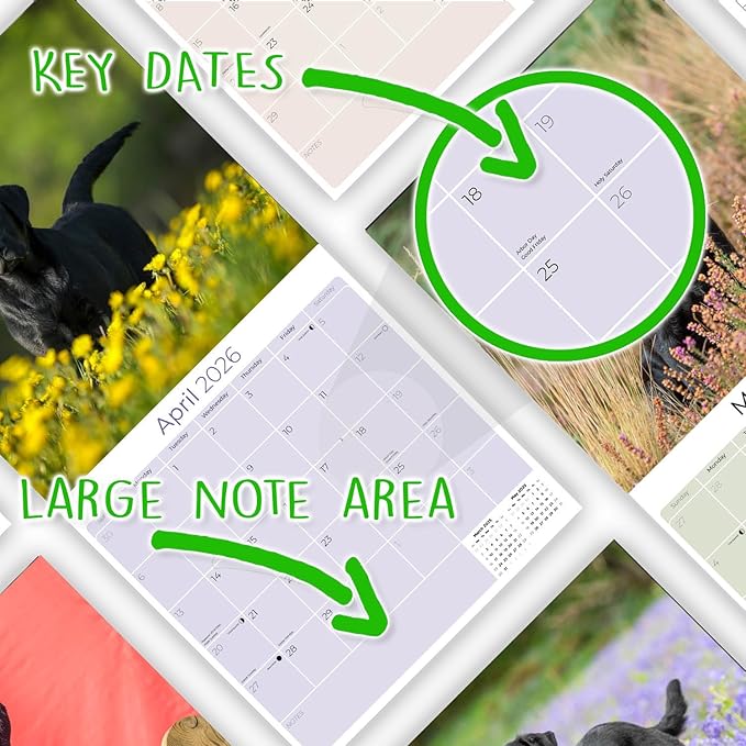 Black Labs Calendar 2026 – 16-Month Dog Breed Wall Calendar by MegaCalendars – Large Daily Blocks, Thick No-Bleed Paper, Made in USA