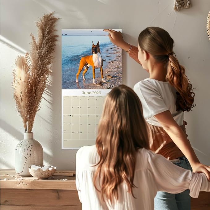 Boxer Calendar 2026 by MegaCalendars – Monthly Dog Breed Wall Calendar, Made in USA