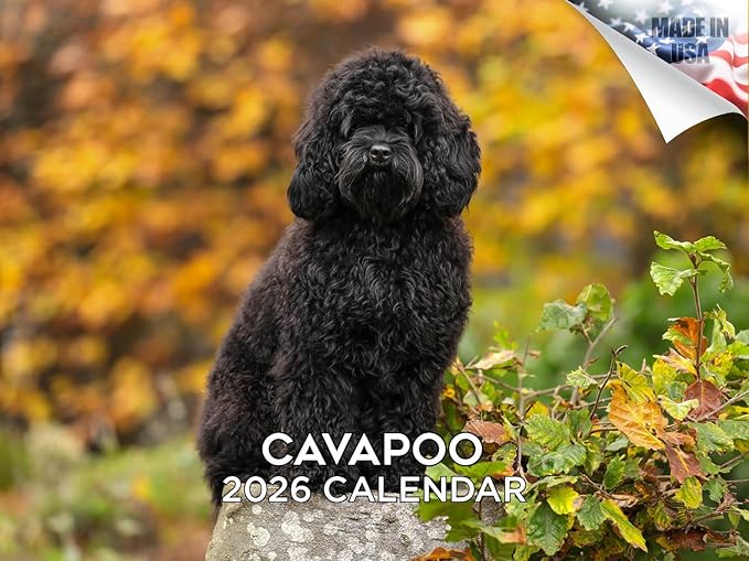 2025 2026 Cavapoo Calendar - Dog Breed Monthly Wall Calendar - 12" x 18" Open - Thick No-Bleed Paper - Giftable - Academic Teacher's Planner Calendar Organizing & Planning - Made in USA