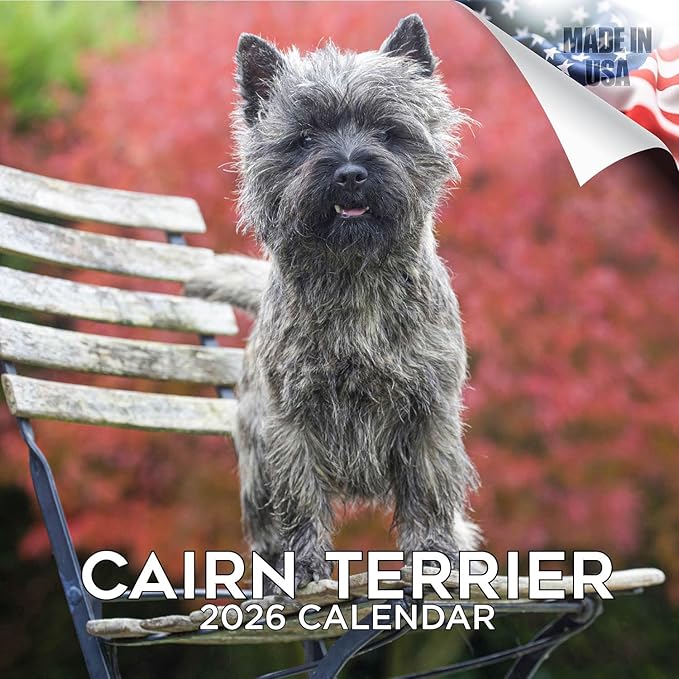 Cairn Terrier Calendar 2026 by MegaCalendars – Monthly Dog Breed Wall Calendar, Made in USA