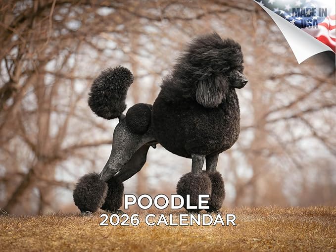 2025 2026 Poodle Calendar - Dog Breed Monthly Wall Calendar - 12" x 18" Open - Thick No-Bleed Paper - Giftable - Academic Teacher's Planner Calendar Organizing & Planning - Made in USA