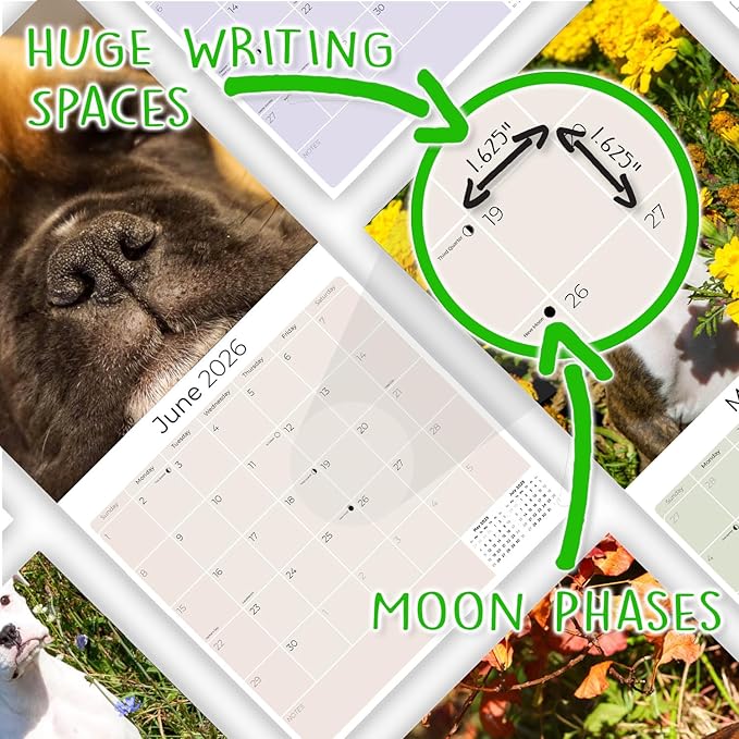Boxer Puppies Calendar 2026 – 16-Month Dog Breed Wall Calendar by MegaCalendars – Large Daily Blocks, Thick No-Bleed Paper, Made in USA