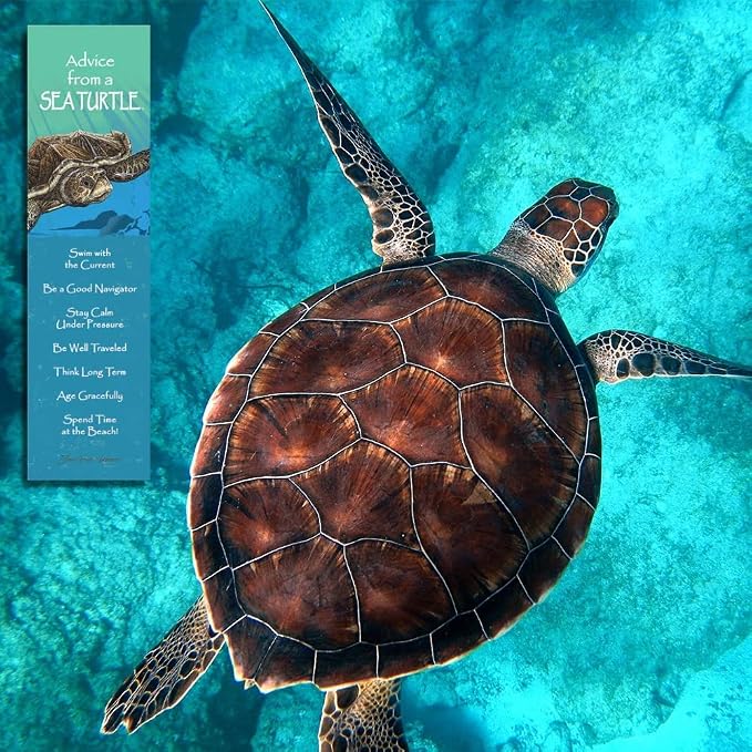 Advice 3 Bookmark Ocean Friends Set, Laminated with Glossy Finish, Printed on Recycled Paper, Dolphin, Sea Turtle, Whale (AMBM-OCFRIEND)