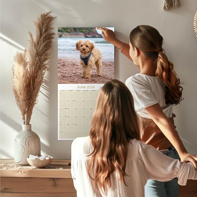 Cockapoo Calendar 2026 by MegaCalendars – Monthly Dog Breed Wall Calendar, Made in USA