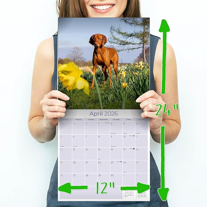Vizsla Calendar 2026 by MegaCalendars – Monthly Dog Breed Wall Calendar, Made in USA