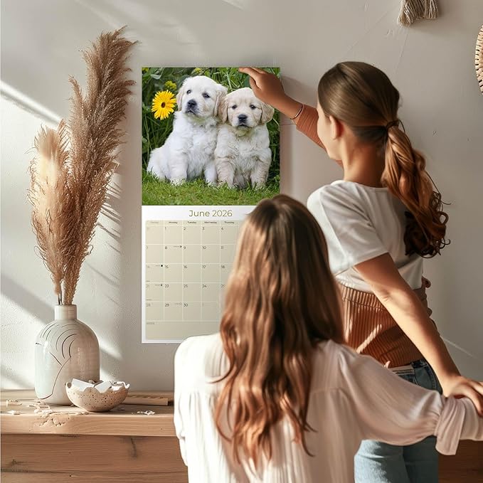 Golden Retriever Puppies Calendar 2026 – 16-Month Dog Breed Wall Calendar by MegaCalendars – Large Daily Blocks, Thick No-Bleed Paper, Made in USA