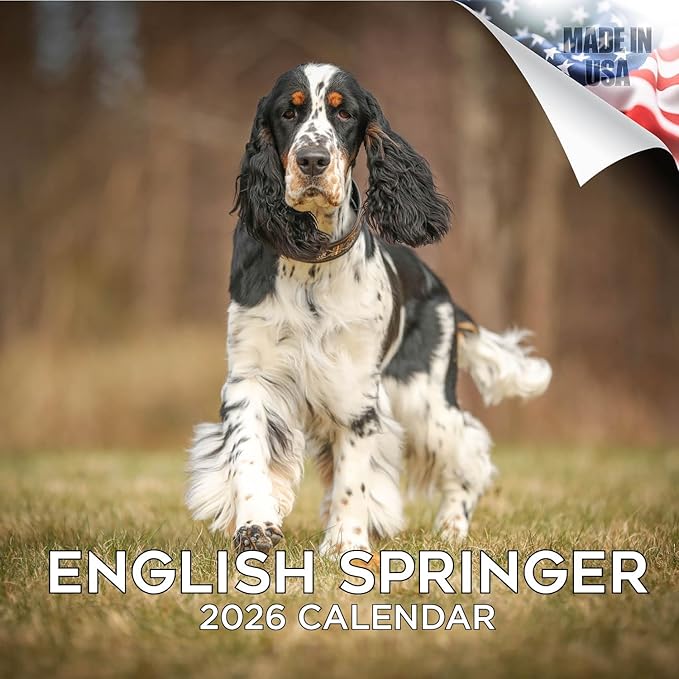 English Springer US Calendar 2026 by MegaCalendars – Monthly Dog Breed Wall Calendar, Made in USA