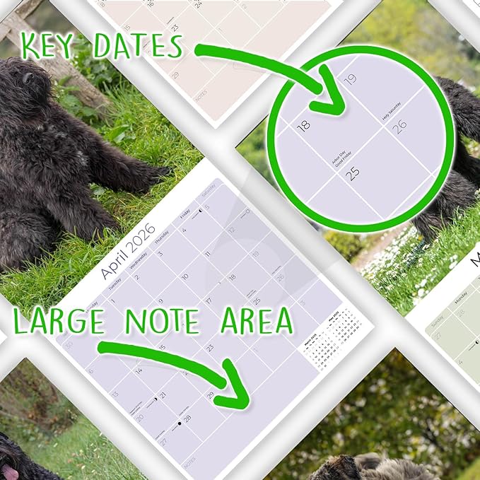 Bouvier Des Flandres Calendar 2026 by MegaCalendars – Monthly Dog Breed Wall Calendar, Made in USA