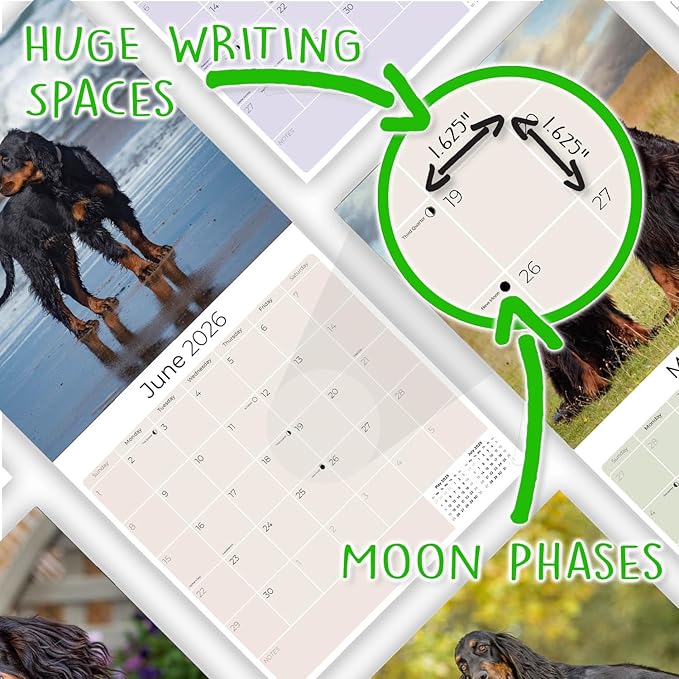 Gordon Setter Calendar 2026 by MegaCalendars – Monthly Dog Breed Wall Calendar, Made in USA