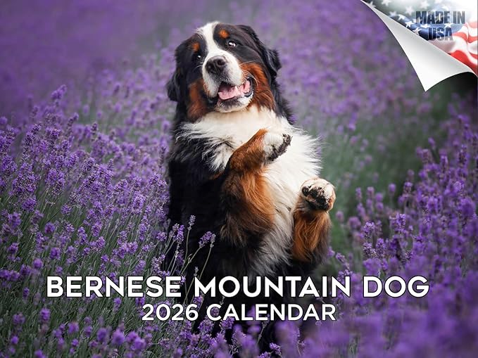 2025 2026 Bernese Mountain Dog Calendar - Dog Breed Monthly Wall Calendar - 12" x 18" Open - Thick No-Bleed Paper - Giftable - Academic Teacher's Planner Calendar Organizing & Planning - Made in USA