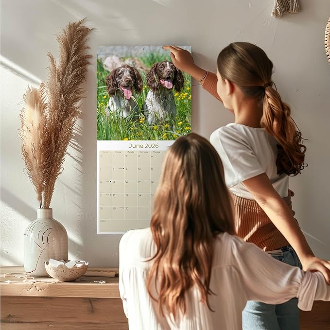 English Springer EU Calendar 2026 by MegaCalendars – Monthly Dog Breed Wall Calendar, Made in USA