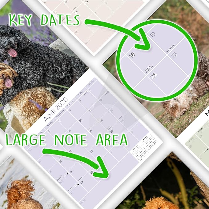 Cockapoo Calendar 2026 by MegaCalendars – Monthly Dog Breed Wall Calendar, Made in USA